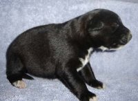 Herb's Puppy 2.jpg