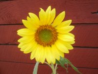 sunflowerinfrontofshed.JPG