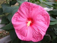 2007_0729Hibiscus0001.JPG