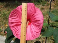 2007_0729Hibiscus0007.JPG