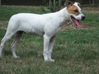 Jack Russell mix3.jpg