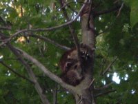 Raccoons 015.jpg