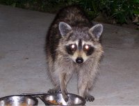 racoon2.JPG