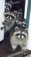 raccoons.JPG