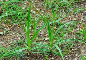 Nutsedge-Embedded-575X375.jpg