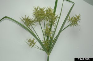 yellow-nutsedge-cyperus-esculentus-has-a-greeni-scaled.jpeg