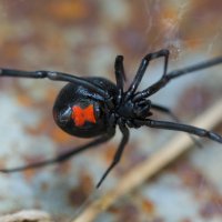 black-widow.jpg