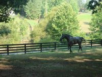 Sadie in a feild.JPG