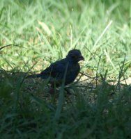 babybunting.JPG