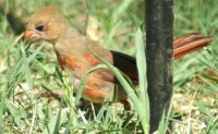 babycardinal1.JPG