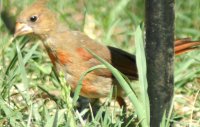 babycardinal2.JPG