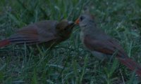 feedingcardinals.JPG