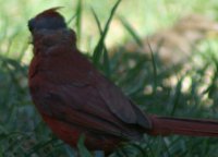 baldcardinal3.JPG