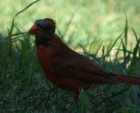 baldcardinal4.JPG