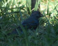 babybunting3.JPG