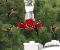 hummingbird1.jpg