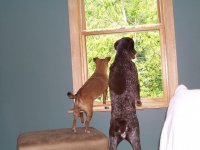 bailey and peanut looking out 1.JPG