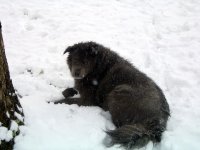 Smokey in Snow.jpg