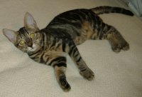 brown tabby 007.jpg