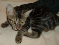 brown tabby 003.jpg