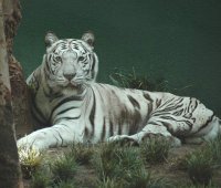 white tiger 1AAA.JPG
