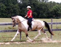 Maxjdressage8a.jpg