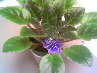 African Violet.jpg