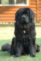 250px-Newfoundland_dog_Smoky.jpg