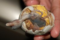 balut.jpg