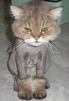 shaven-pussy.jpg