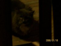 Pets 015.jpg