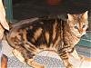 2007_0331SOTMpets0019.JPG