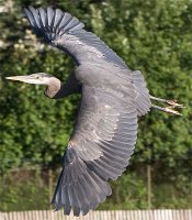 heron4.jpg