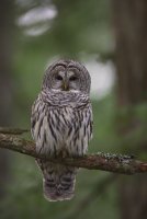 barred owl.jpg