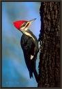 pileated3.jpg