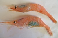 shrimp_headroe_eggs_large.jpg