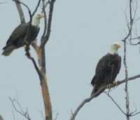 pair in tree.JPG