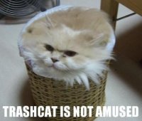 trash-cat-is-not-amused.jpg