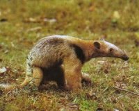 anteater.jpg