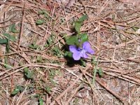 wild violets.jpg