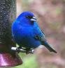 Indigo bunting2.jpg