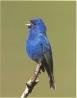 Indigo bunting.jpg