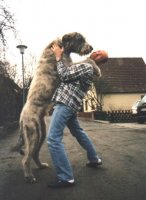 Huge_Dogs_4.jpg