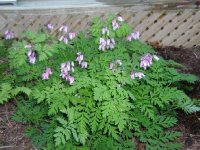 Bleeding heart small.JPG