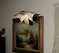 flying_squirrel.jpg