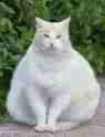 1 fat cat.jpg
