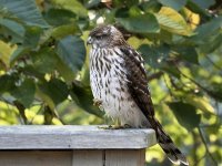 sharp shinned hawk.jpg