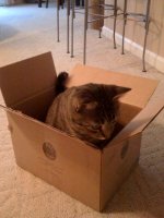 cat in the box.jpg