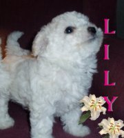 lilly1.jpg