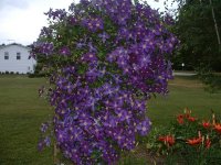 Flowers and Deer 001.jpg